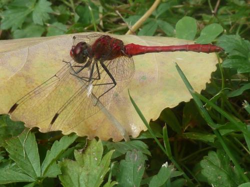 Sympetrum sanguineum